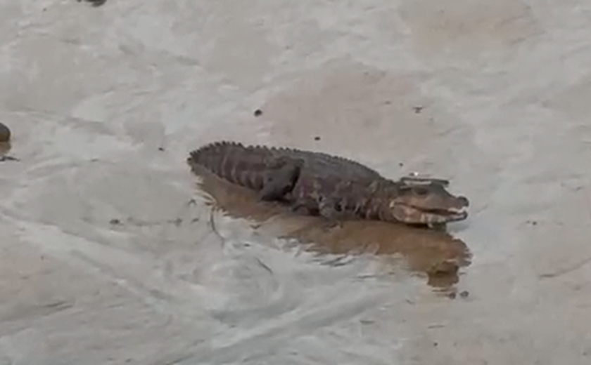 Vídeo: populares registram jacaré passeando na areia da Praia de Riacho Doce