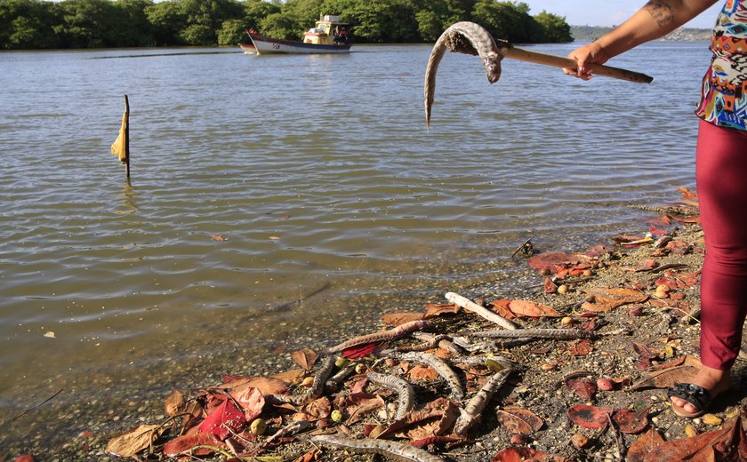 Lagoa Mundaú enfrenta nova mortandade de peixes