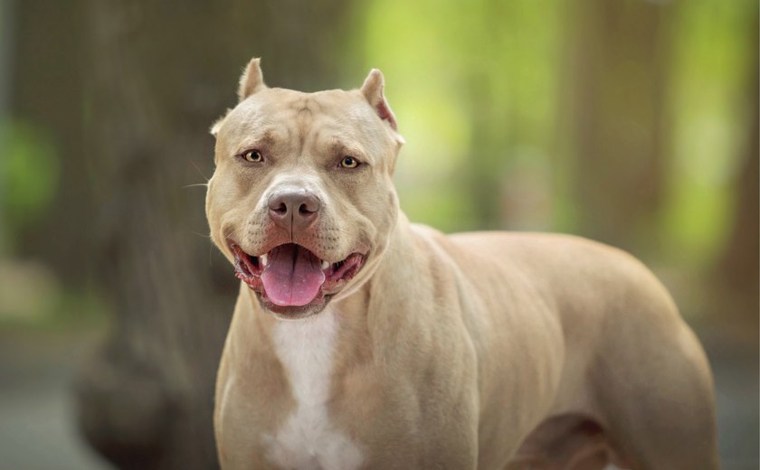 Assembleia Legislativa vai discutir posse e circulação de cães considerados agressivos