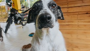 Shopping recebe feira de adoção de animais