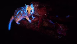 Marsupial ‘brilhante’ é flagrado pela 1ª vez em floresta na Tasmânia