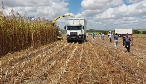 Safra 2018 de grãos em Alagoas tem início dia 11 maio