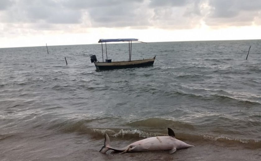 Dois golfinhos são encontrados mortos em praias do Litoral Norte