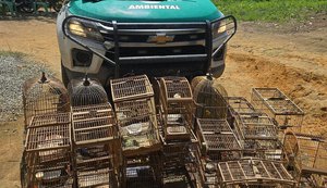 PM apreende espingardas e resgata pássaros silvestres em Flexeiras