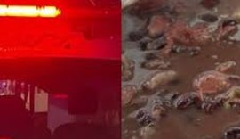 Mulher mata marido e cozinha órgão genital com feijão no Acre
