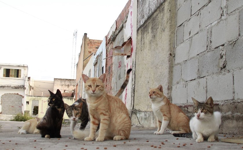OAB/AL se reúne com entidades e discute ações de proteção animal nos bairros afetados pela Braskem