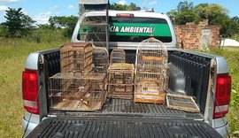 Operação da Polícia Ambiental resgata 17 aves silvestres em cidades de Alagoas