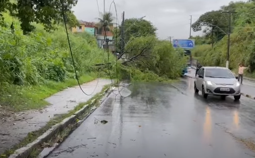 Chuvas causam queda de árvore na Leste-Oeste