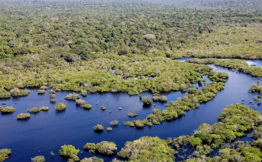 Quase todos os biomas registraram redução do desmatamento em 2024
