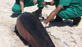 Cinco golfinhos encalham no litoral alagoano em nove dias