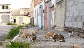 ONG denuncia abandono de mais de 1.100 animais pela Braskem em Maceió