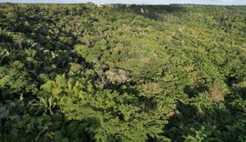 Alagoas possui apenas 3% da sua Mata Atlântica