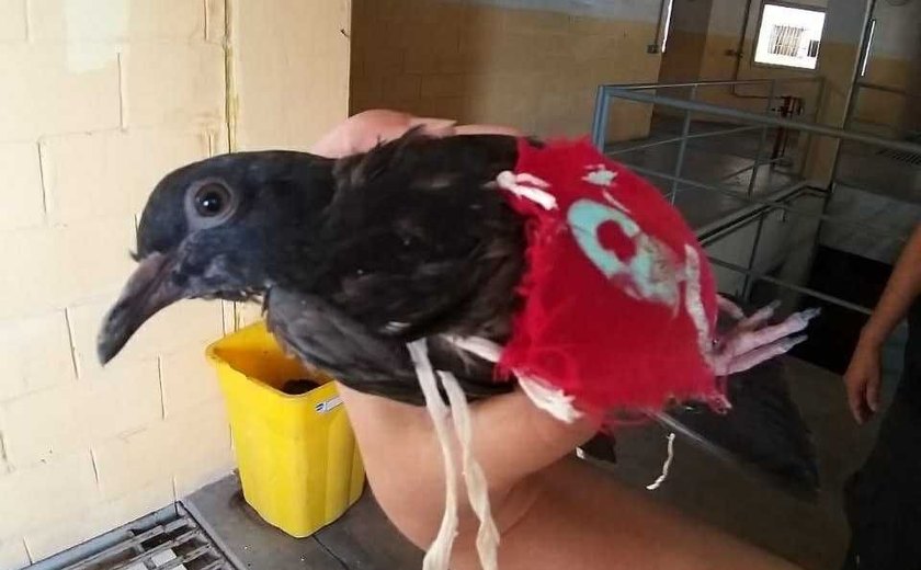'Pombo-correio do crime' é capturado em penitenciária de Maceió