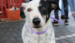 Braskem e Ufal promovem vacinação de cães em Bebedouro