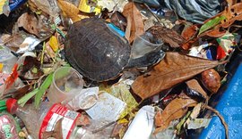 Tripulação do Ecoboat resgata tartaruga em meio ao lixo descartado irregularmente em Jaraguá