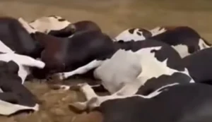 Polícia Civil instaura inquérito para apurar morte de 27 vacas em Batalha