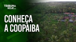 A cooperativa que mudou o destino da produção de coco no litoral sul de Alagoas