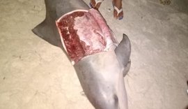 Boto cinza e filhote de baleia Jubarte são encontrados encalhados por populares