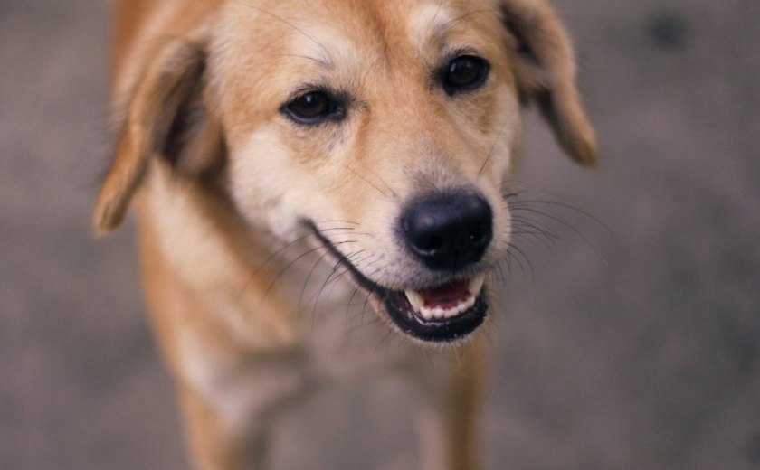 Feira de Adoção de animais acontece neste domingo (21)