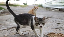Bairros desocupados: ONG estima 5 mil animais abandonados