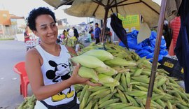 Aumenta oferta de milho verde em Maceió