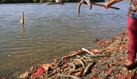 Lagoa Mundaú enfrenta nova mortandade de peixes