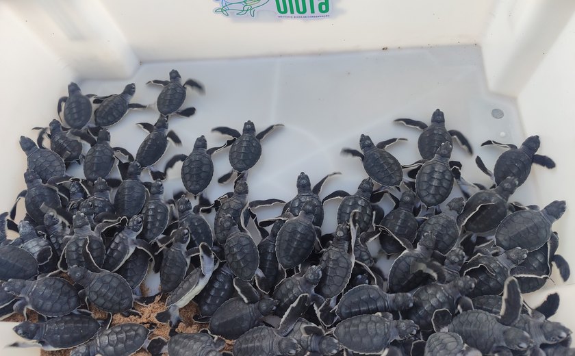 Biota faz soltura de filhotes de tartaruga em Guaxuma