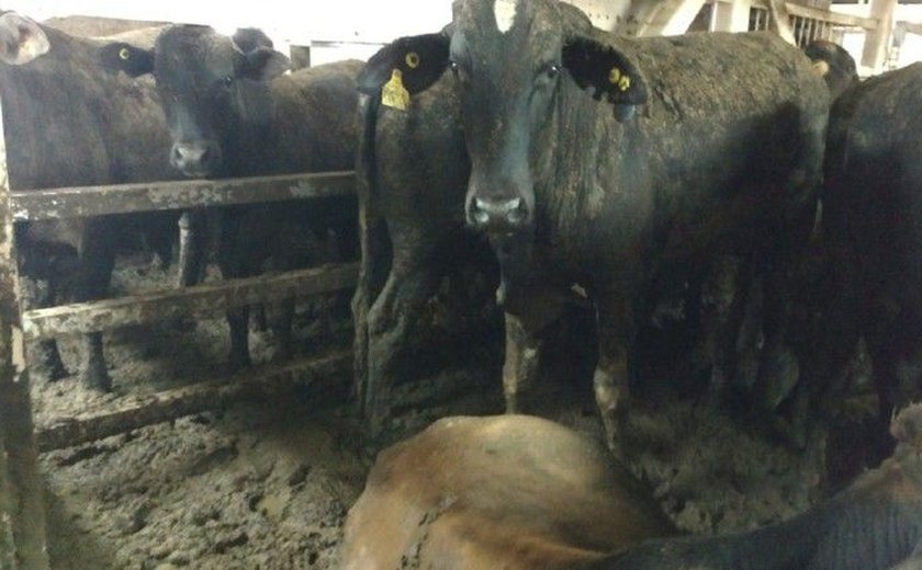 Governo federal admite rever regras para exportação de animais vivos