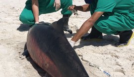 Golfinho é encontrado morto na praia do Pontal com marcas de encalhe em rede de pesca