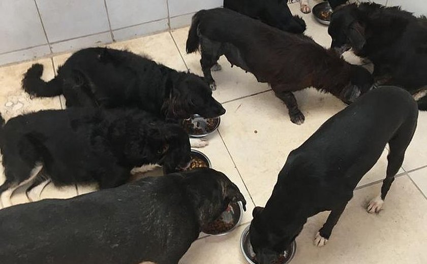 Cinco cachorros são encontrados mortos em residência no bairro do Farol