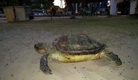 Mais uma tartaruga Marinha é encontrada morta