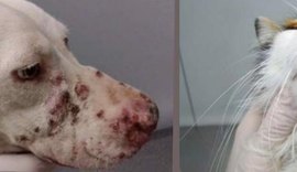 Secretaria de Maceió faz alerta sobre a esporotricose em animais