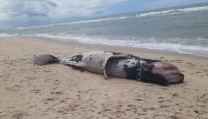 Baleia-jubarte é encontrada morta na Barra de São Miguel