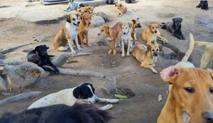 Sem ajuda do poder público, Instituto Animal Esperança passa por graves problemas