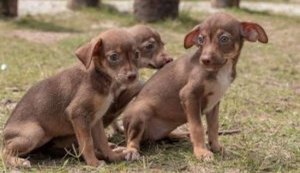 Gabinete da Causa Animal leva 17 animais para feira de adoção no domingo (6)