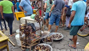BPA apreende aves silvestres em Junqueiro e flagra comércio ilegal de caranguejos em Maceió