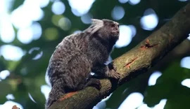 Morre mulher que havia contraído raiva humana após ser atacada por sagui