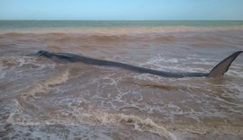 Baleia é encontrada viva na praia do Carro Quebrado