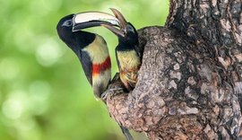 IMA abre exposição com finalistas do IV Concurso de Fotografia Ambiental