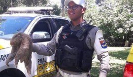 Bicho-preguiça é resgatado em rodovia no Litoral Norte