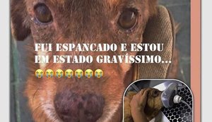 Suspeitos invadem abrigo de animais, roubam local e agridem cachorros