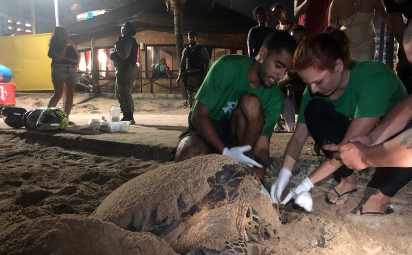 Tartaruga marinha desova no mesmo lugar onde nasceu e peixe-boi é visto na Praia do Mirante da Sereia