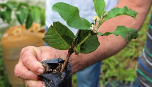 Mudas de plantas serão distribuídas durante Dia C 2018
