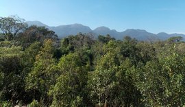 Composto de planta da Mata Atlântica combate leishmaniose e Chagas