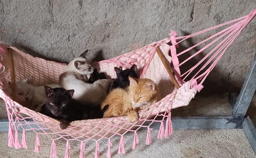 Projeto Acolher participa de feira de adoção neste sábado (19)