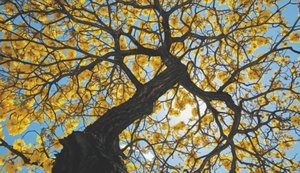 Primavera começou; veja o que muda no clima de Alagoas