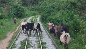Cresce o número de acidentes envolvendo animais nas ferrovias