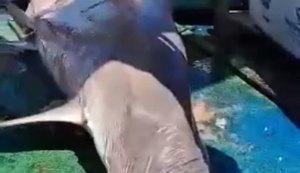 Vídeo: pescadores são surpreendidos com tubarão-martelo em rede de pesca