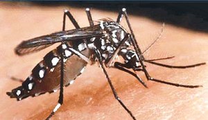 Minas Gerais confirma 83 mortes por febre amarela