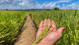 Ações do Governo ajudam safra alagoana a avançar 46% e atingir mais de 197 mil toneladas